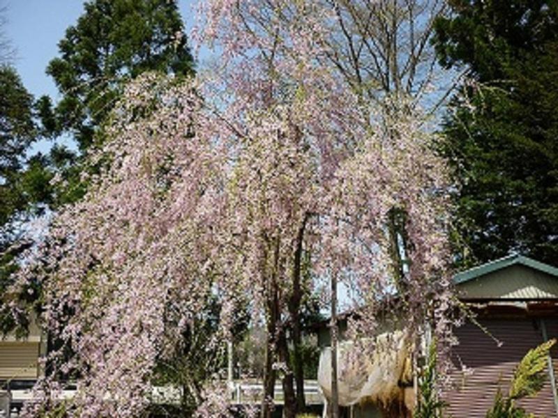Stayful House Nakamachi Hakuba Kültér fotó